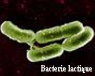 bacterie lactique fromage bethmale