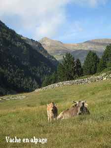 vache bethmale a l'alpage