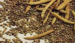 guar beans